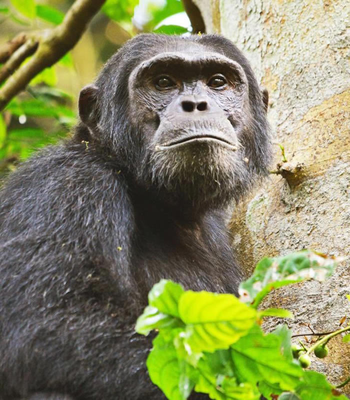 Chimpanzee Tracking