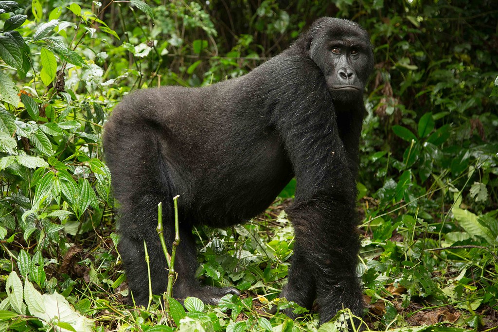 Eastern Lowland Gorillas 