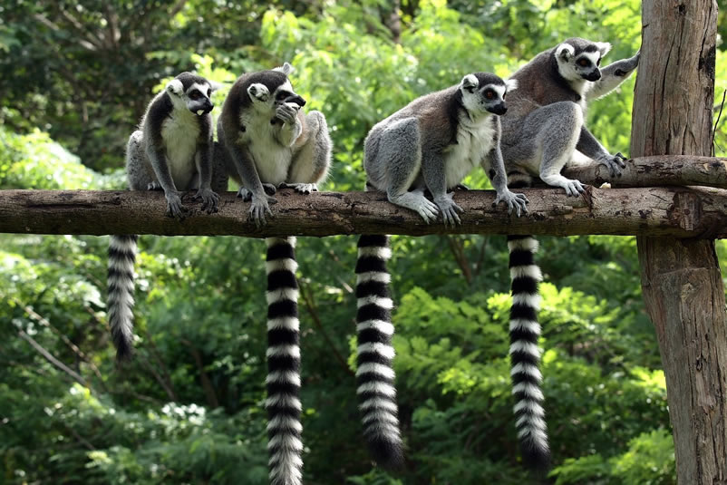 Lemurs – Madagascar