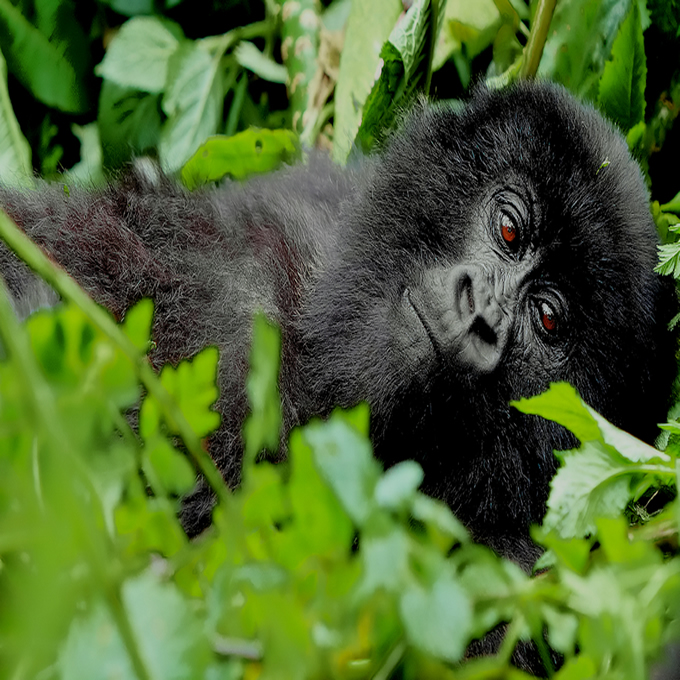 Uganda Gorillas