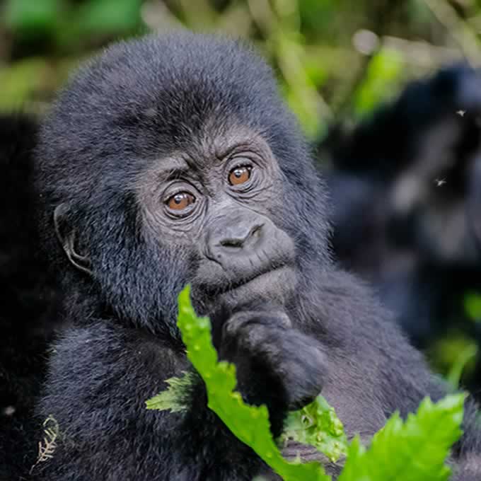 African infant gorilla