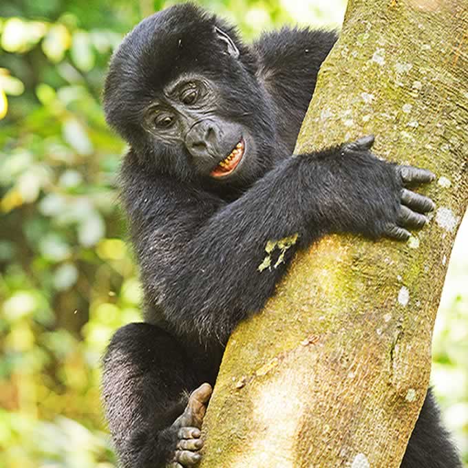 Mountain Gorillas