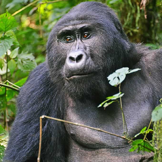 Gorilla Trekking Uganda