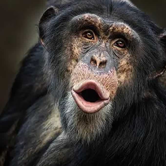 Chimpanzee in Africa