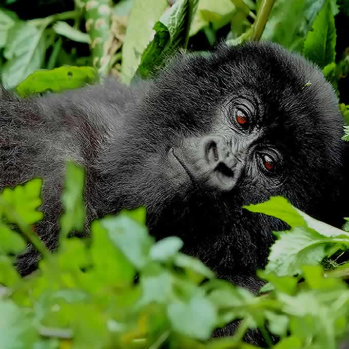 Gorilla trekking in Uganda