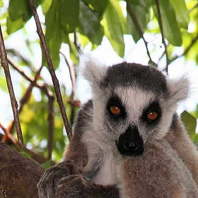 Lemurs in Madagascar