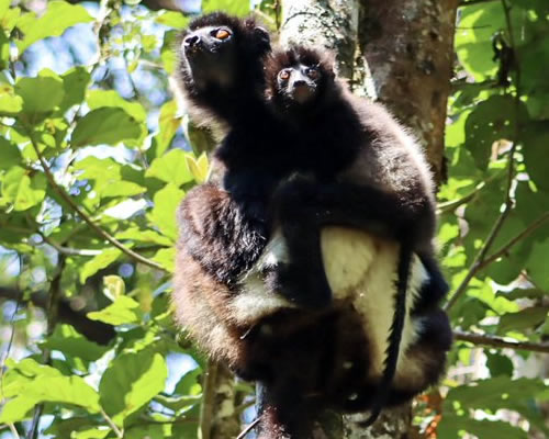 Ranomafana National Park