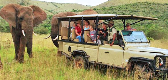 Addo game drive