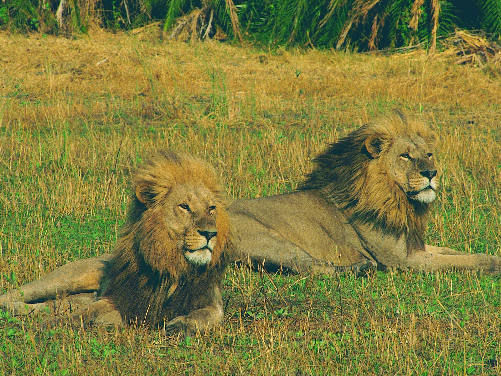 Lions in Katavi NP