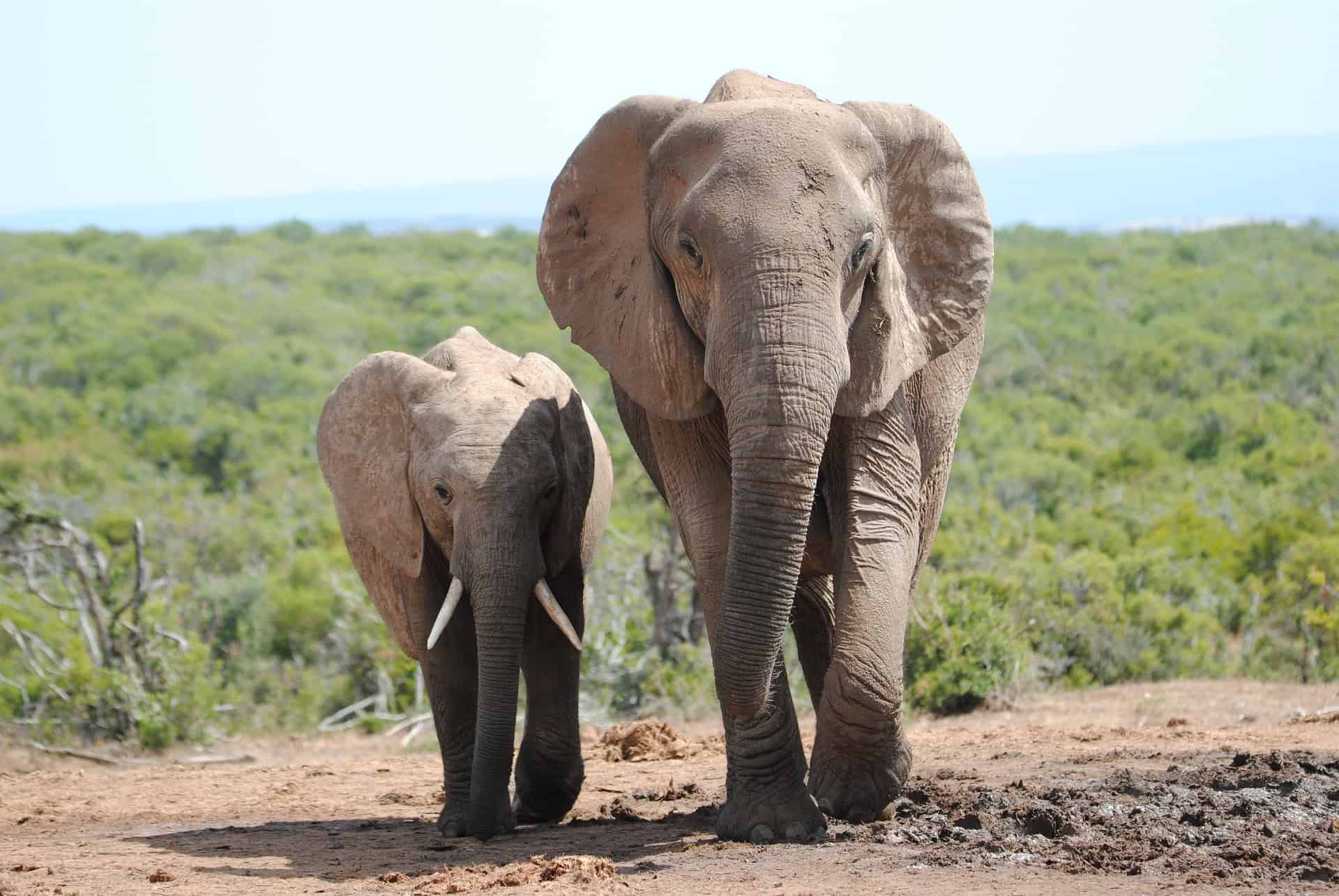 Addo Elephant National Park