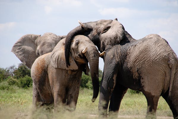 Addo elephants