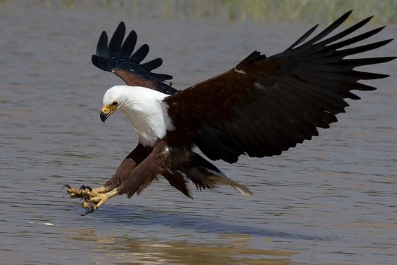 African Fish Eagle