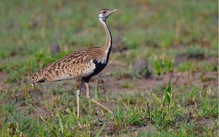 Black bellied bustard