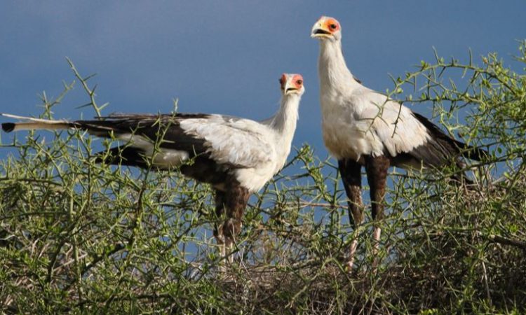 Birds of Serengeti National Park