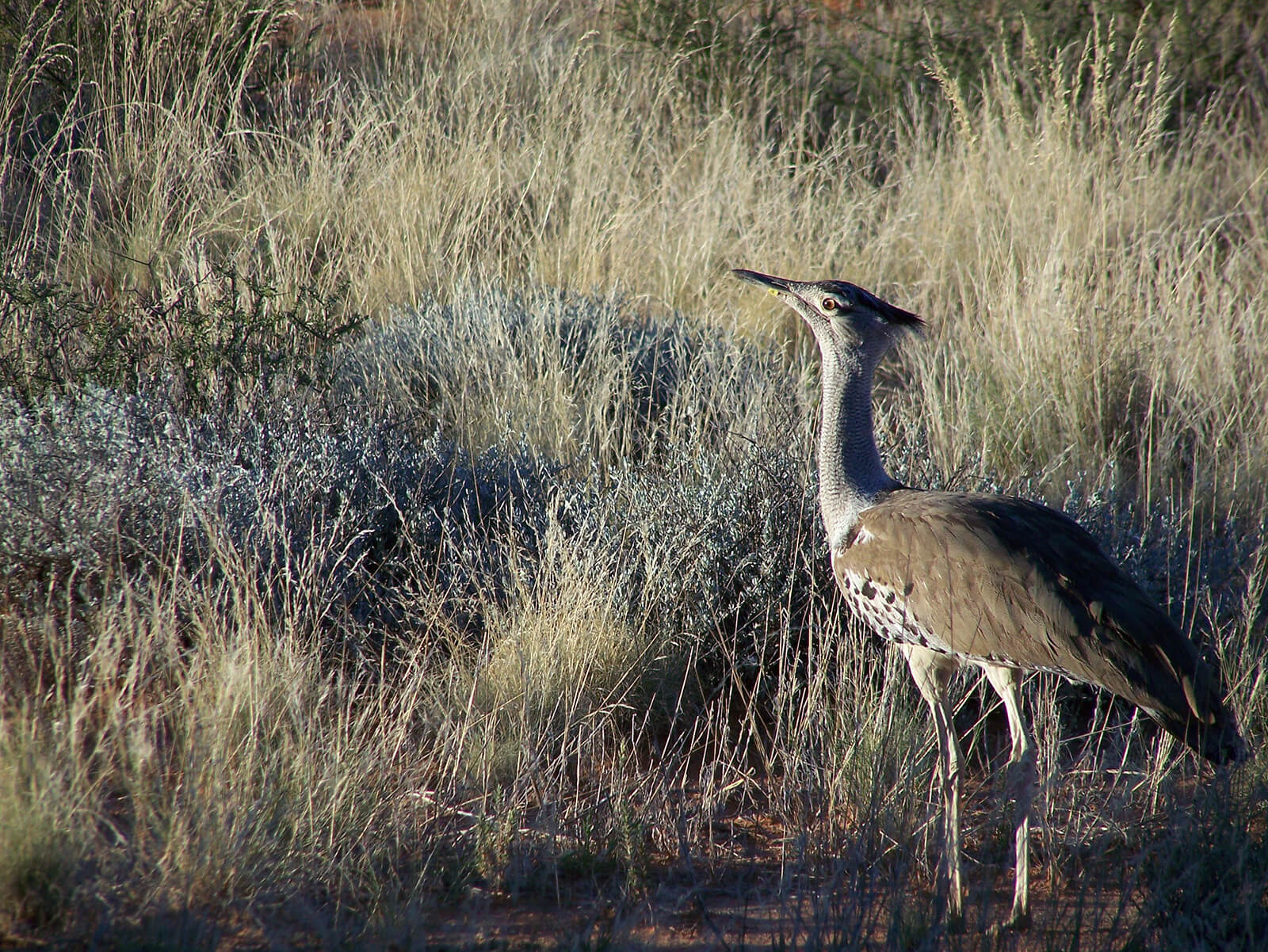 Birdwatching