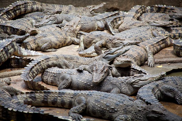 Crolocodiles