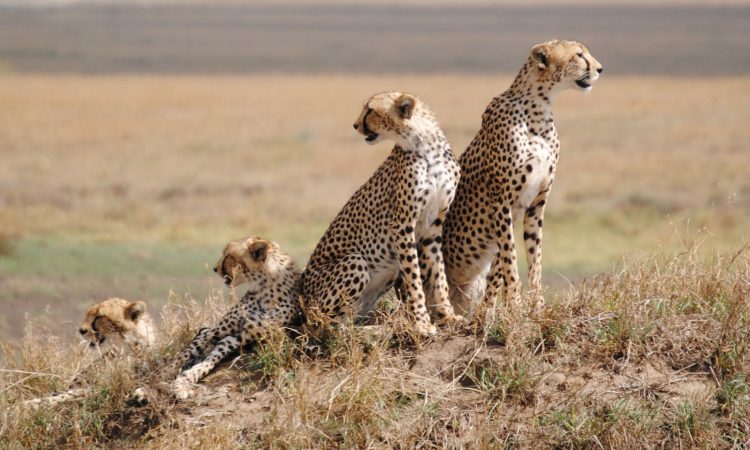 Dry season in Serengeti National Park