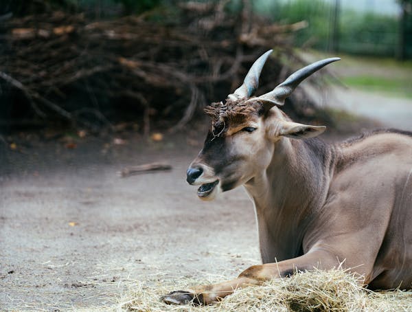 Eland