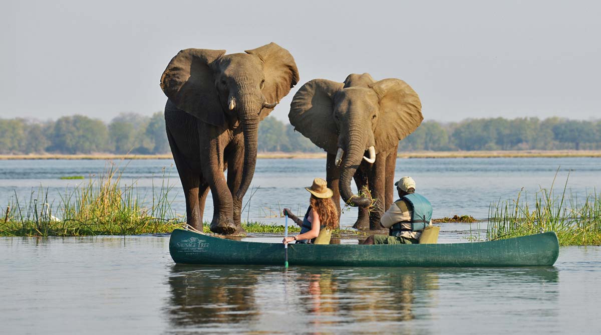 Elephants-Zimbabwe-Kubwa-Five-Safaris