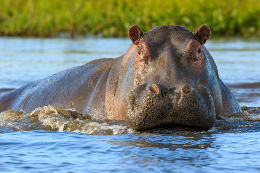 Hippopotamuss