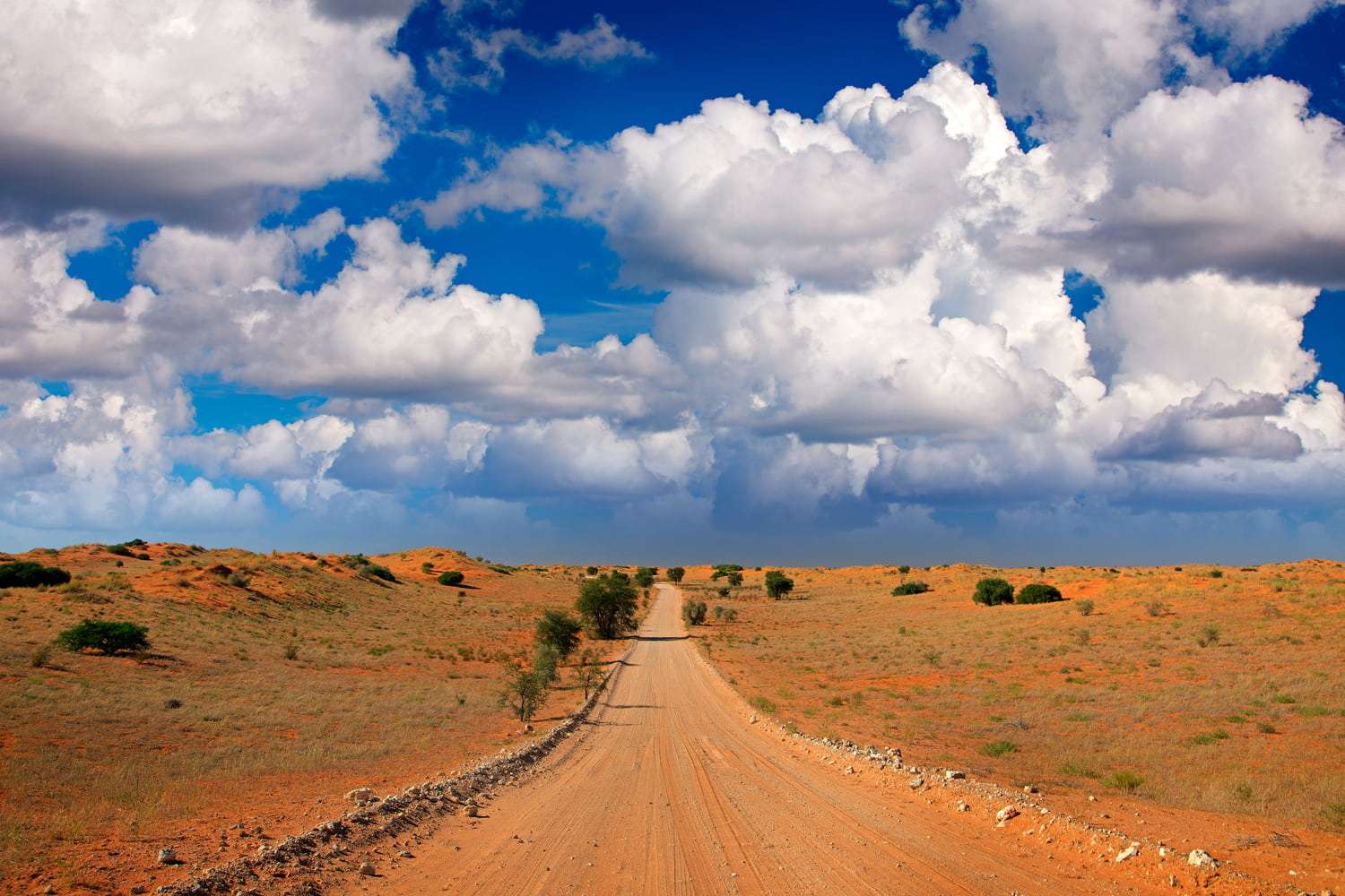 Kgalagadi National park game drives