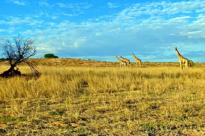 Kgalagadi