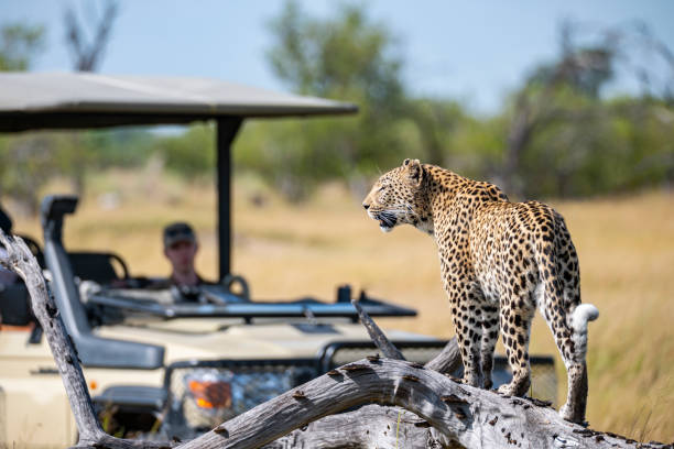 Liwonde game drive