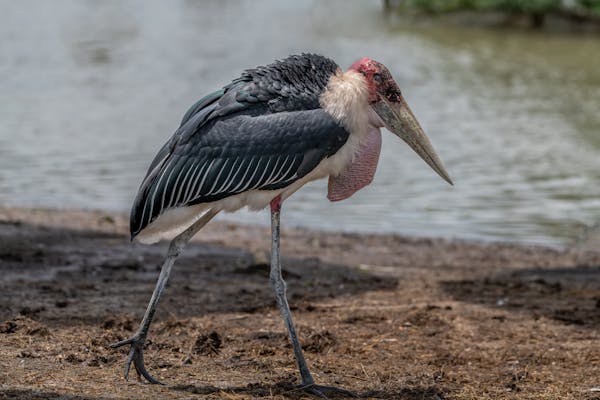 Marabou stork