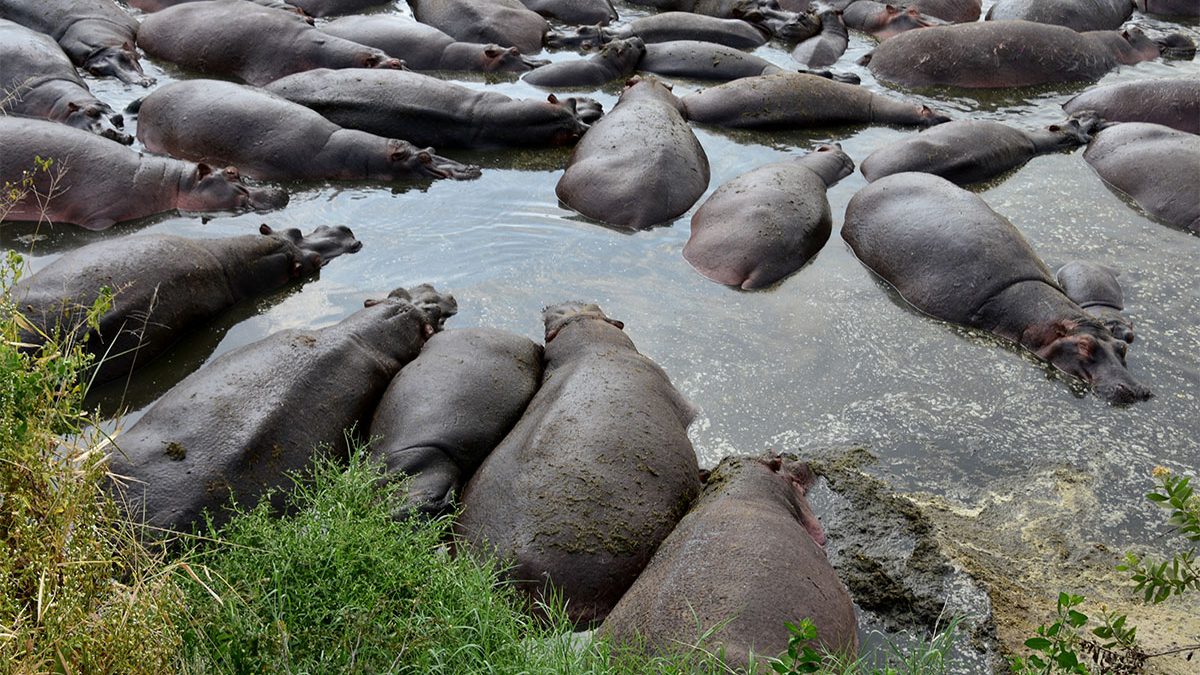 Retina hippo pool