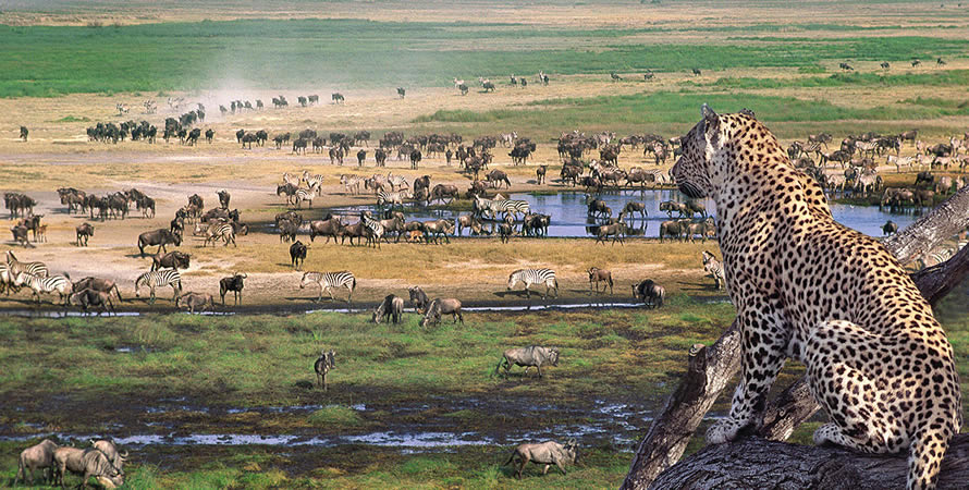 Serengeti National Park ecosystem