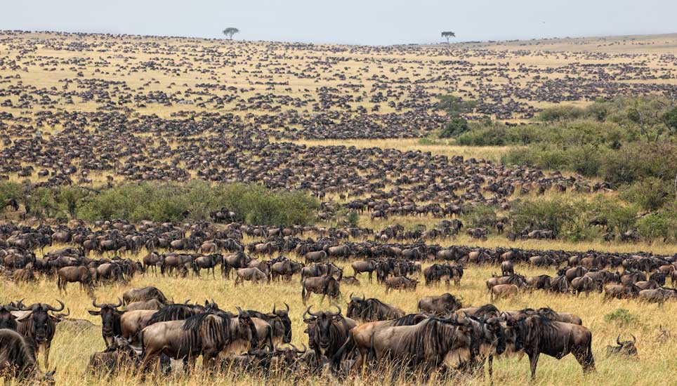 Wildebeest-migration