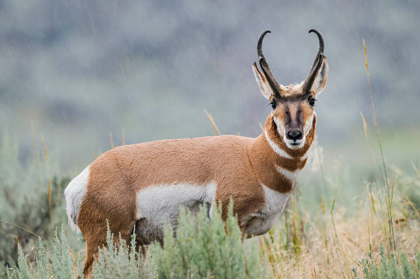 Antelopes in Nyika NP