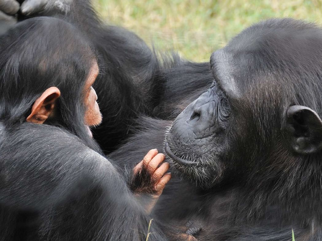 chimps in kenya