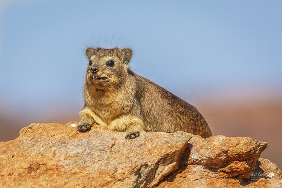 dassie