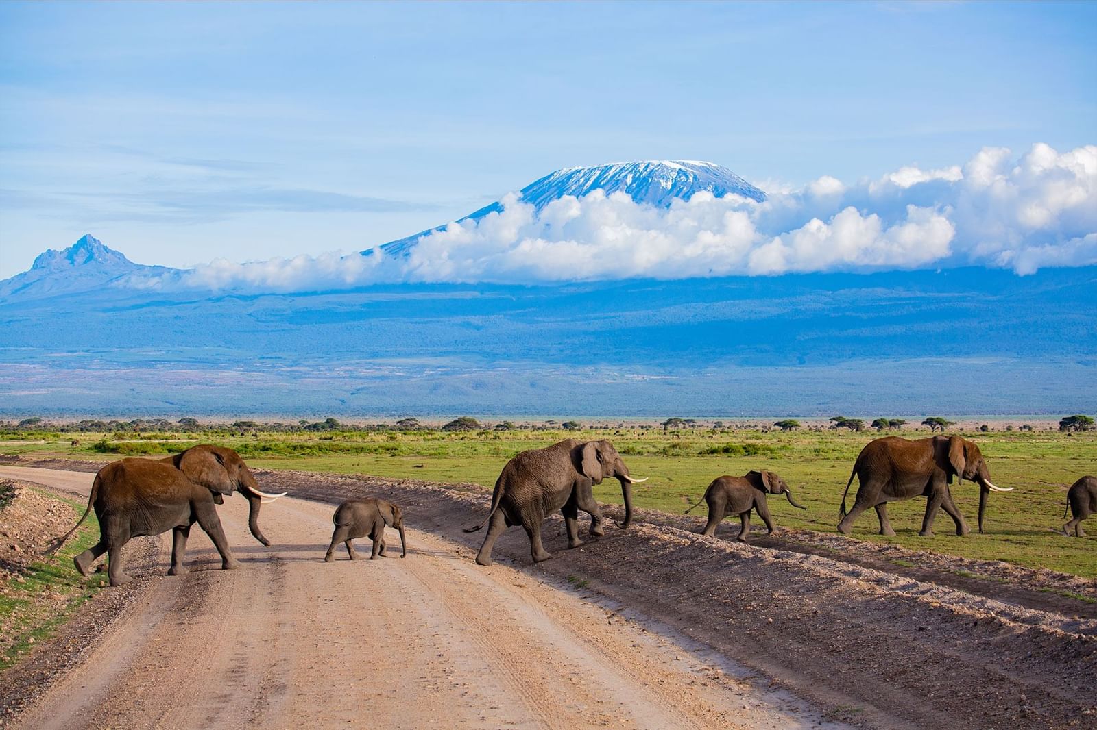 elephants in amboseli