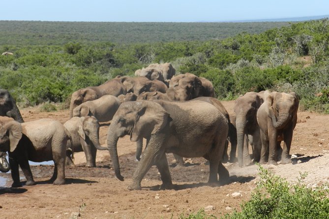 Elephants in the park