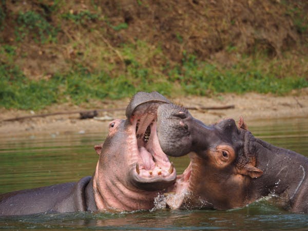 hippos in katavi