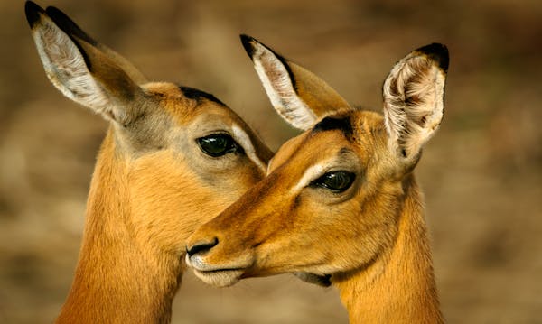 Impala in Kruger National Park