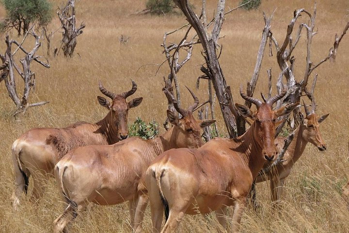 in kenya