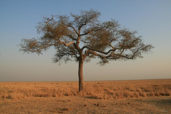 Katisunga Plains