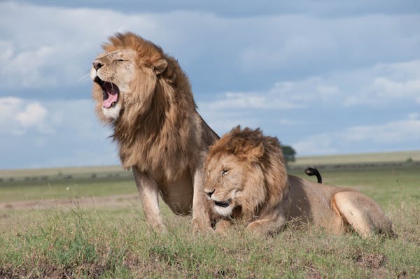 lions in Kgalagadi National park