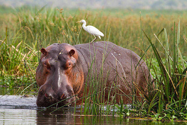 liwonde hippos