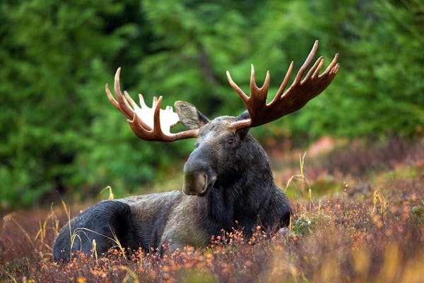 moose in mikumi NP