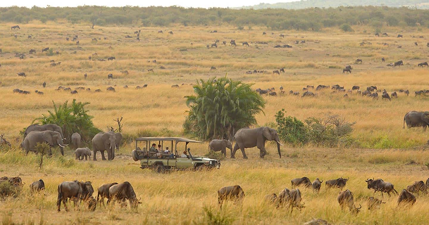 serengeti game drive