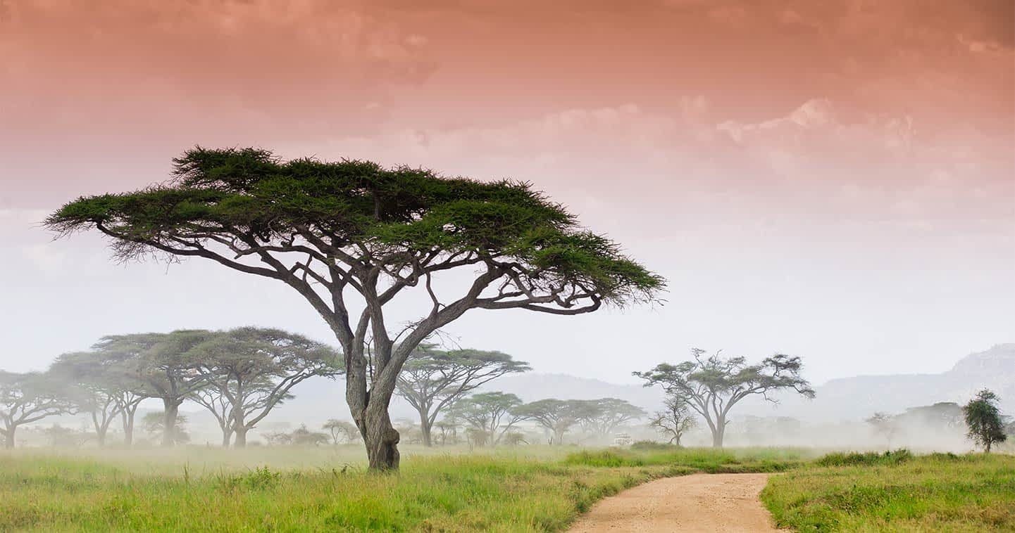 serengeti national park landscape