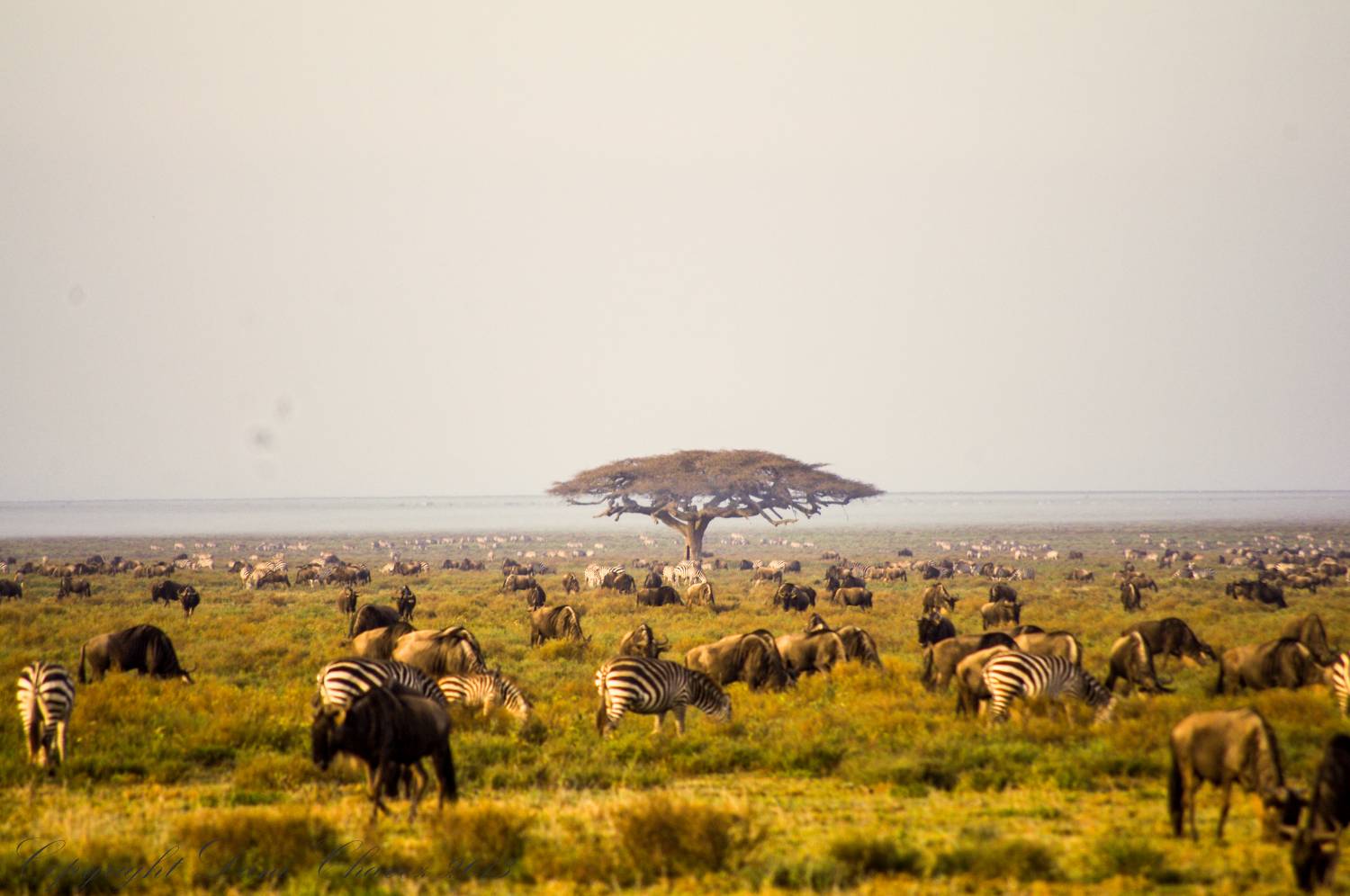 Museums in Serengeti