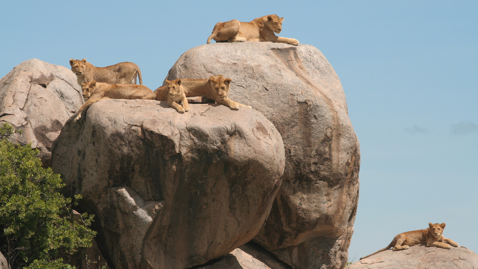 serengeti morukopjes