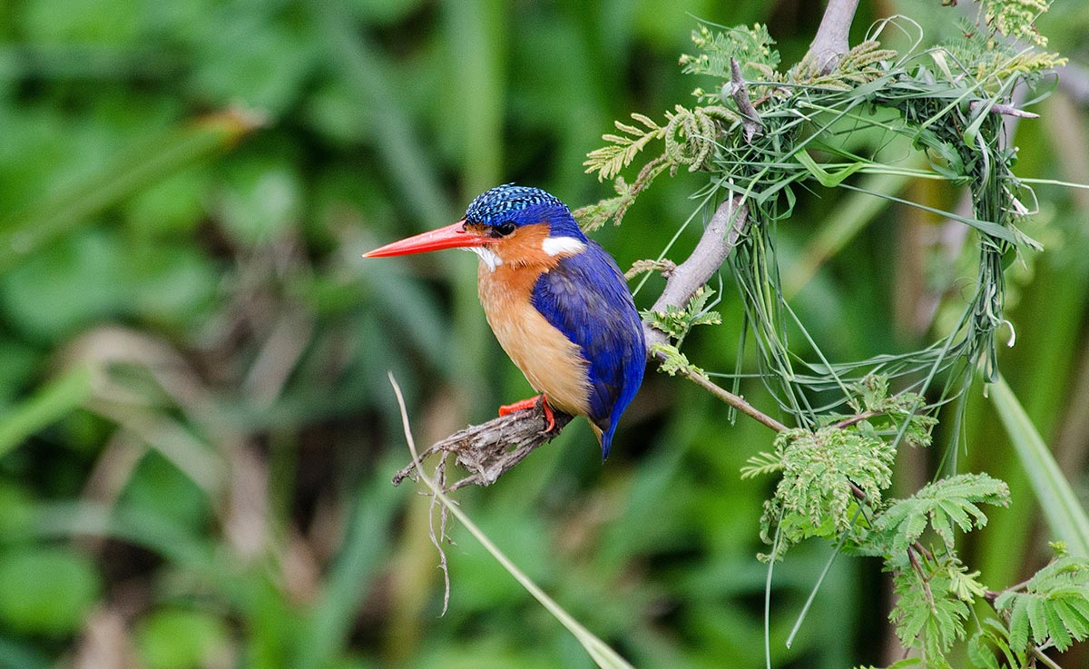 Bird Watching