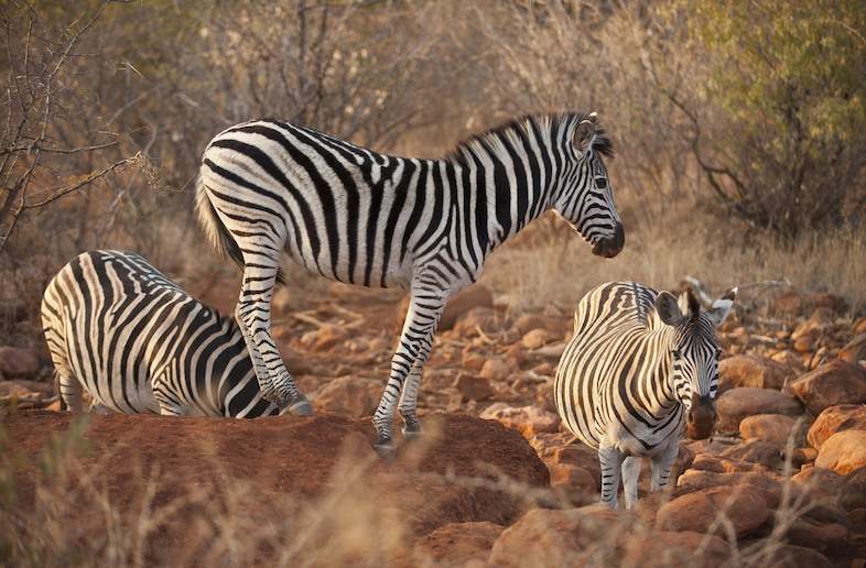 zebra marakele national park