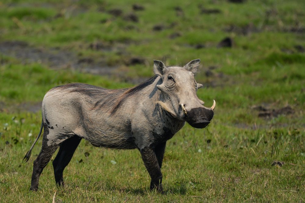 Bwabwata National Park warthog in the grass